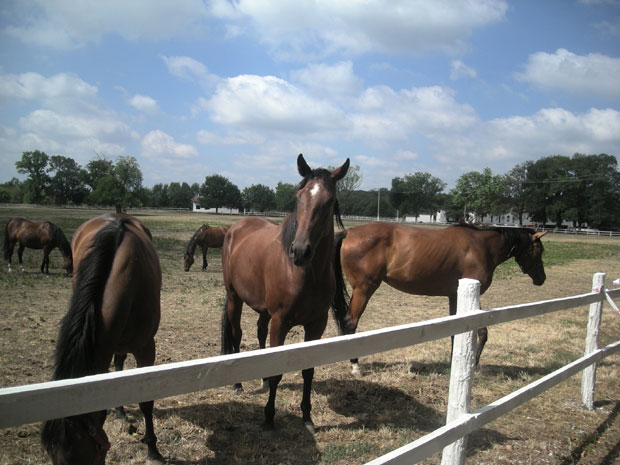 Милион најбољем галоперу